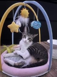 Reunited Female Cat last seen Georgia ave and Harrison st, Paramount, CA 90723