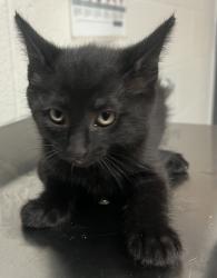Shelter Stray Male Cat last seen Near Seneca Shore Drive, HOLLY SPRINGS, NC, 27540, Raleigh, NC 27610