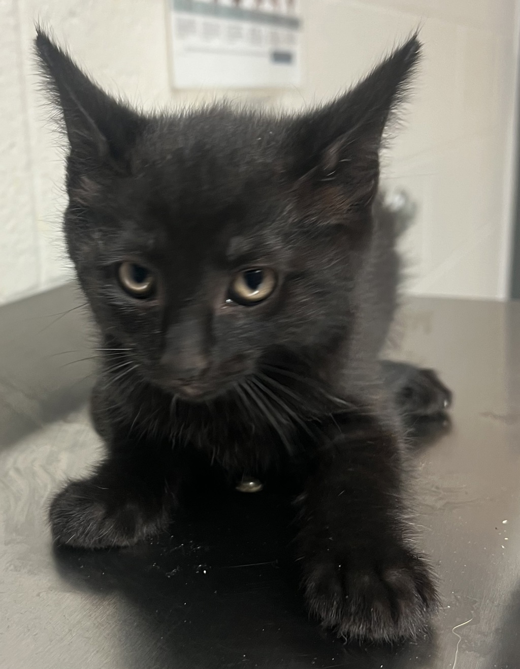 Shelter Stray Male Cat last seen Near Seneca Shore Drive, HOLLY SPRINGS, NC, 27540, Raleigh, NC 27610