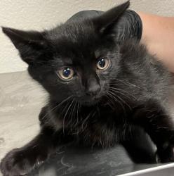 Shelter Stray Male Cat last seen Near Seneca Shore Drive, HOLLY SPRINGS, NC, 27540, Raleigh, NC 27610