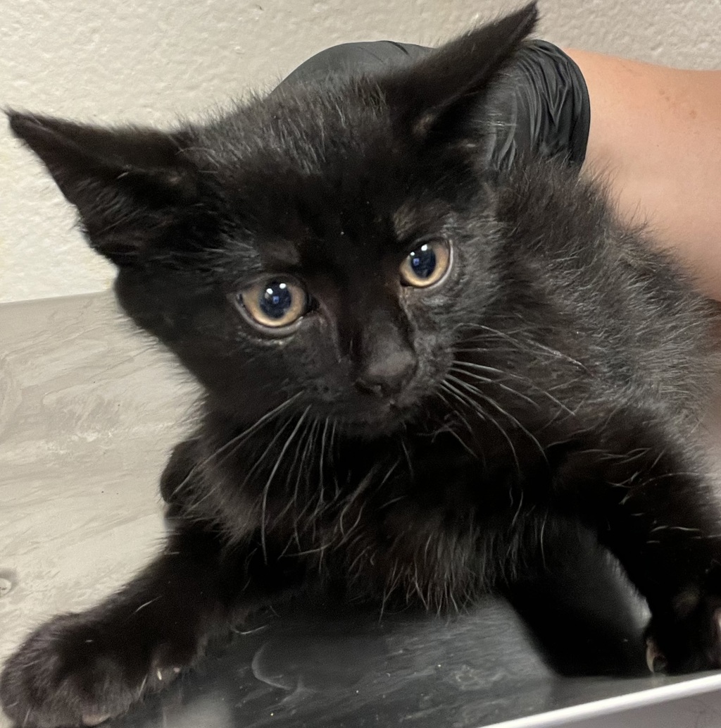 Shelter Stray Male Cat last seen Near Seneca Shore Drive, HOLLY SPRINGS, NC, 27540, Raleigh, NC 27610