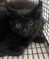 Shelter Stray Female Cat last seen Near Seneca Shore Drive, HOLLY SPRINGS, NC, 27540, Raleigh, NC 27610