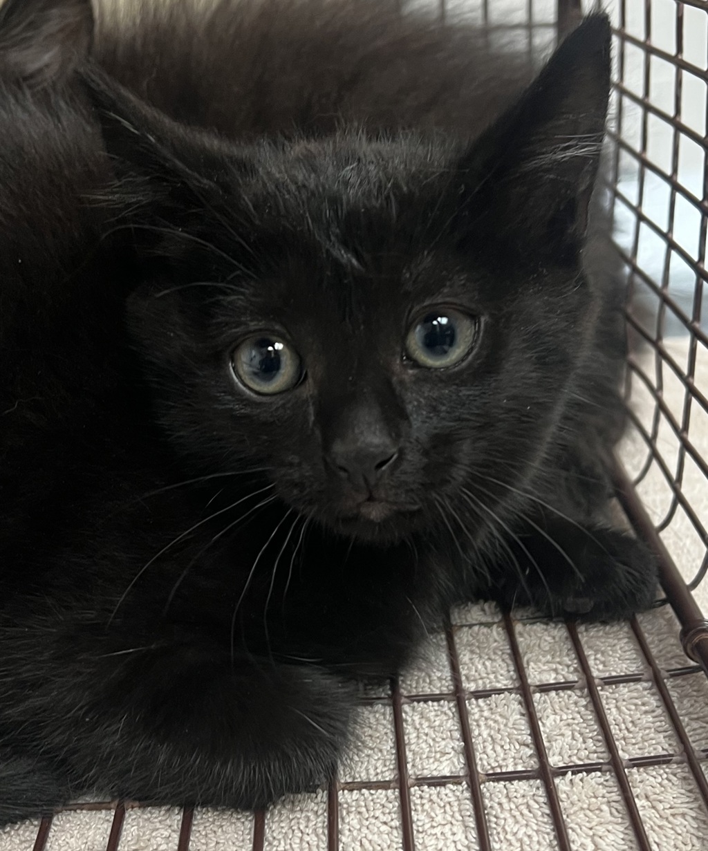 Shelter Stray Female Cat last seen Near Seneca Shore Drive, HOLLY SPRINGS, NC, 27540, Raleigh, NC 27610