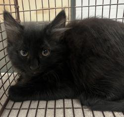 Shelter Stray Male Cat last seen Near Seneca Shore Drive, HOLLY SPRINGS, NC, 27540, Raleigh, NC 27610