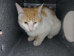 Shelter Stray Male Cat last seen Near Prall Avenue, STATEN ISLAND, NY, 10309, Staten Island, NY 10309