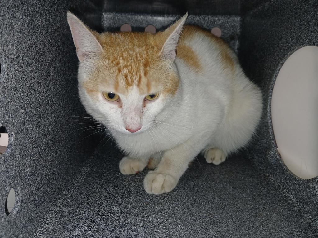 Shelter Stray Male Cat last seen Near Prall Avenue, STATEN ISLAND, NY, 10309, Staten Island, NY 10309