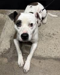 Shelter Stray Male Dog last seen Ridgetop Boulevard, SILVERDALE, WA, 98383, 9167 Dickey Rd NW, Silverdale, WA 98383, USA