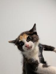 Shelter Stray Female Cat last seen San Diego, CA, 92115, San Diego, CA 92110