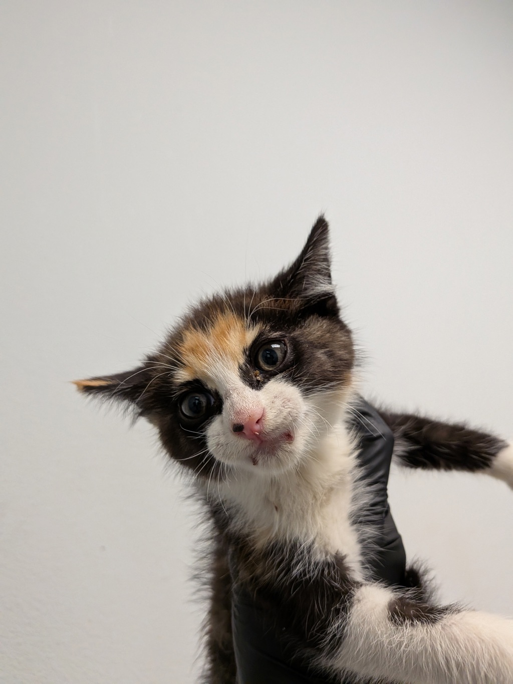Shelter Stray Female Cat last seen San Diego, CA, 92115, San Diego, CA 92110