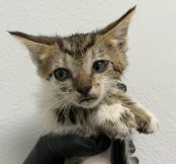 Shelter Stray Female Cat last seen Kurnitz St, San Diego, CA, 92110, San Diego, CA 92110