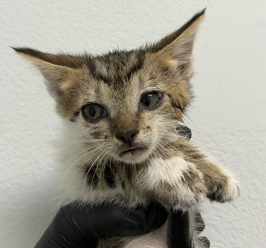 Shelter Stray Female Cat last seen Kurnitz St, San Diego, CA, 92110, San Diego, CA 92110