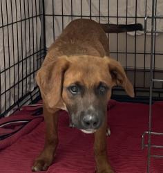 Shelter Stray Male Dog last seen Along Willows Rd on Viejas Reservation 91901, Alpine, CA, 91901, El Cajon, CA 92020
