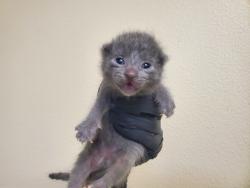 Shelter Stray Female Cat last seen Near Wilshire Road, Oceanside, CA, 92057, Oceanside, CA 92058, USA