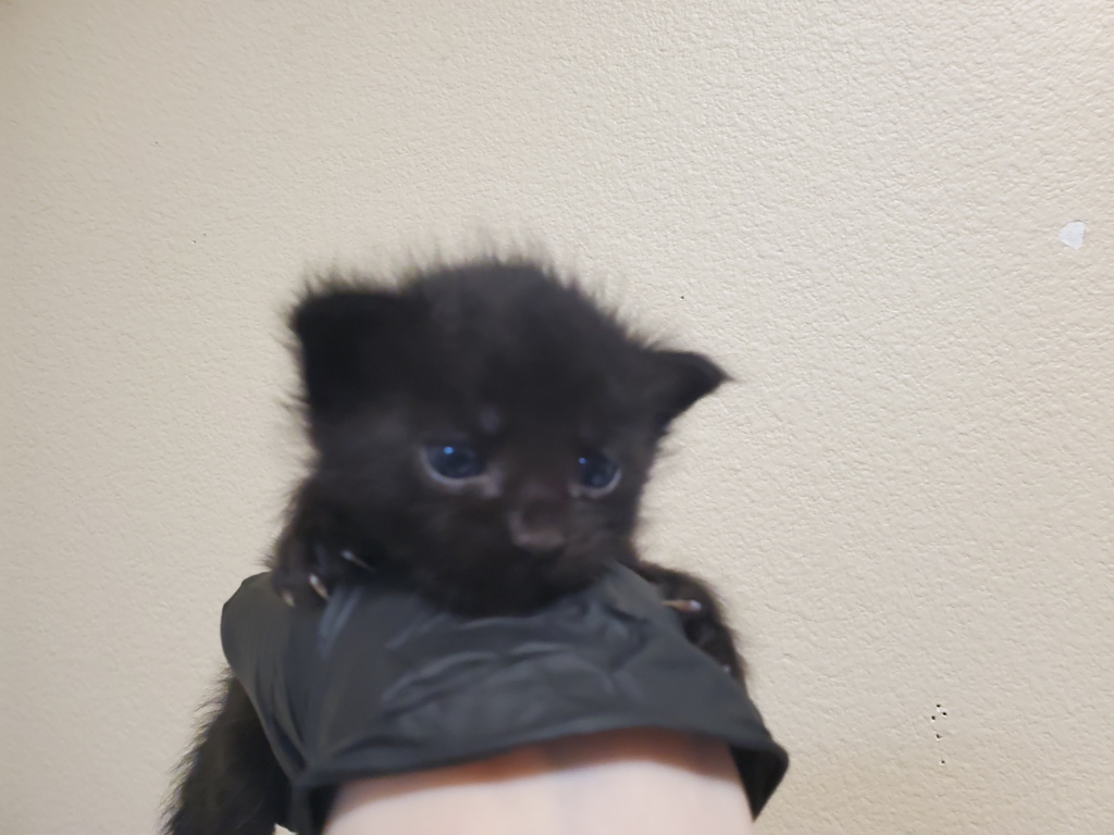 Shelter Stray Female Cat last seen Near Wilshire Road, Oceanside, CA, 92057, Oceanside, CA 92058, USA
