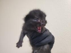 Shelter Stray Male Cat last seen Near Wilshire Road, Oceanside, CA, 92057, Oceanside, CA 92058, USA