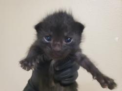 Shelter Stray Male Cat last seen Near Wilshire Road, Oceanside, CA, 92057, Oceanside, CA 92058, USA