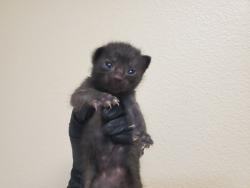 Shelter Stray Female Cat last seen Near Wilshire Road, Oceanside, CA, 92057, Oceanside, CA 92058, USA