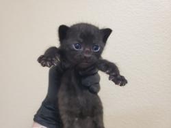 Shelter Stray Male Cat last seen Near Wilshire Road, Oceanside, CA, 92057, Oceanside, CA 92058, USA