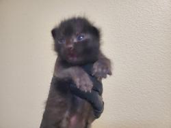 Shelter Stray Male Cat last seen Near Wilshire Road, Oceanside, CA, 92057, Oceanside, CA 92058, USA