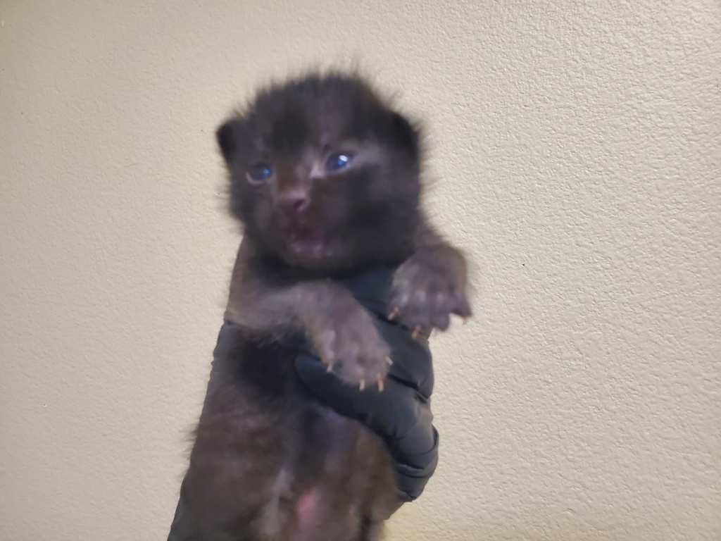 Shelter Stray Male Cat last seen Near Wilshire Road, Oceanside, CA, 92057, Oceanside, CA 92058, USA