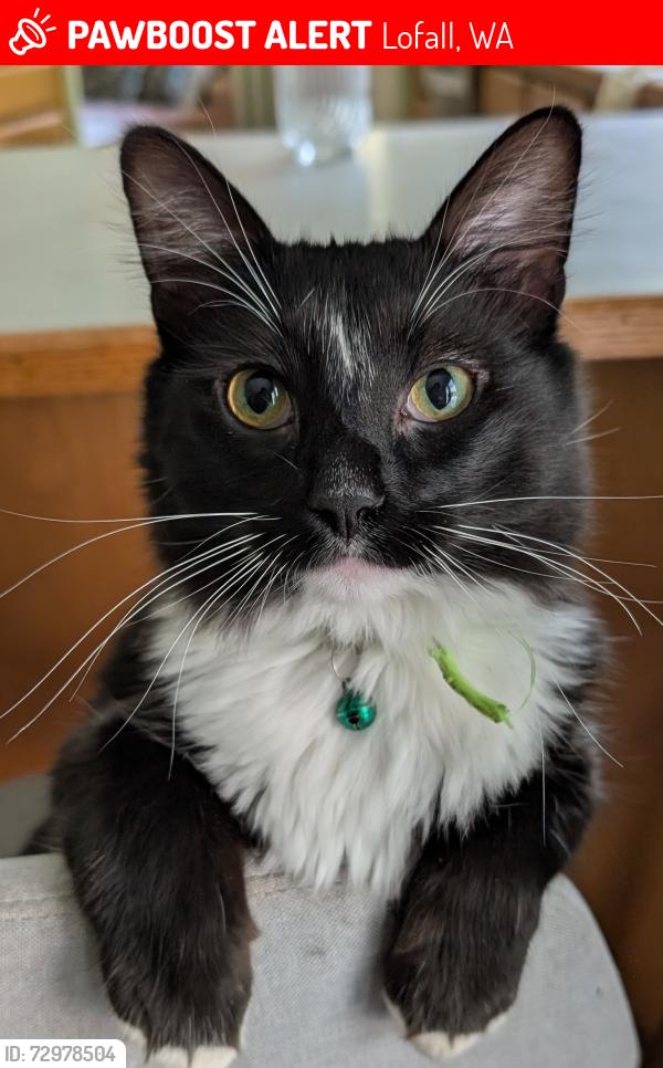 Lost Male Cat last seen Falkner Rd& highway 3, Lofall, WA 98370