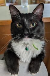 Lost Male Cat last seen Falkner Rd& highway 3, Lofall, WA 98370