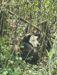 Found/Stray Unknown Dog last seen Near the hse with the Israel flag, Fayetteville, NC 28311