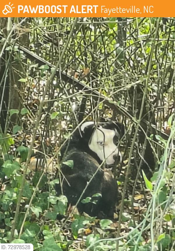 Found/Stray Unknown Dog last seen Near the hse with the Israel flag, Fayetteville, NC 28311