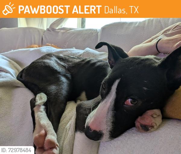Found/Stray Female Dog last seen Neighborhood off Greenvill and Royal, Dallas, TX 75243