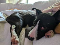 Found/Stray Female Dog last seen Neighborhood off Greenvill and Royal, Dallas, TX 75243