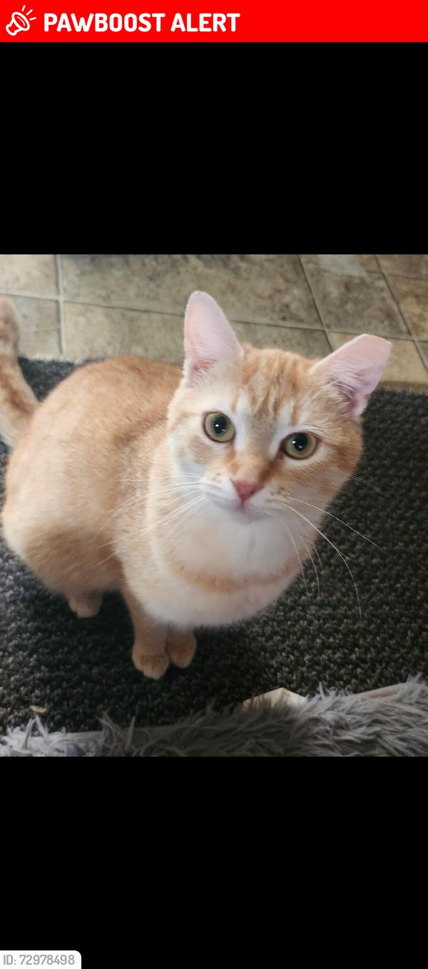 Lost Female Cat last seen In-between water st and front st, Northumberland, PA 17857