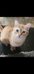 Lost Female Cat last seen In-between water st and front st, Northumberland, PA 17857