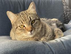 Lost Female Cat last seen Old Mineral Springs Road and Perimeter , Fredericksburg, VA 22407