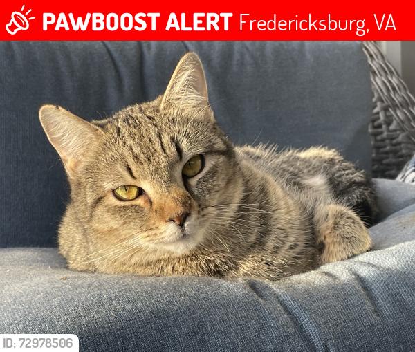 Lost Female Cat last seen Old Mineral Springs Road and Perimeter , Fredericksburg, VA 22407