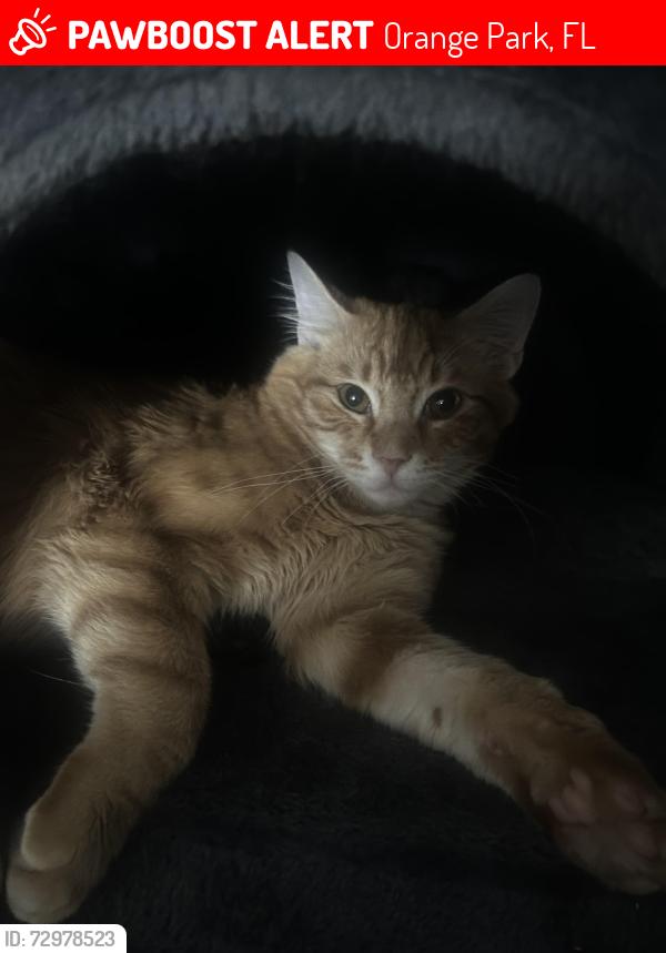 Lost Male Cat last seen Walgreens, Orange Park, FL 32073