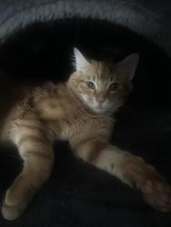 Lost Male Cat last seen Walgreens, Orange Park, FL 32073