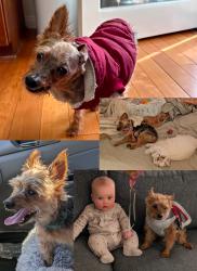 Lost Male Dog last seen Woodlyn Rd and Tierra Alta Dr., Pasadena, CA 91104
