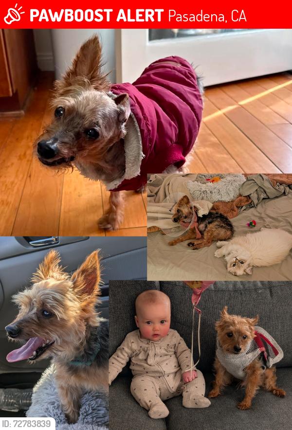 Lost Male Dog last seen Woodlyn Rd and Tierra Alta Dr., Pasadena, CA 91104