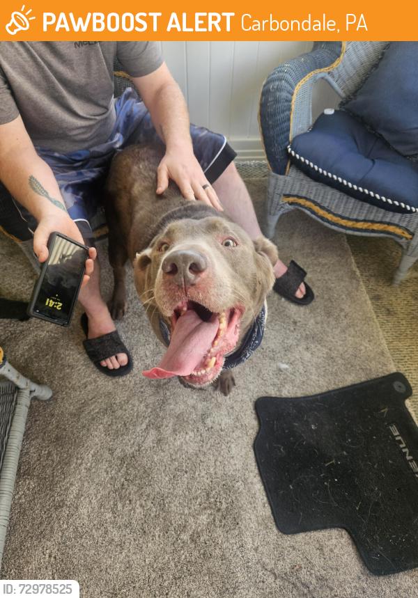Found/Stray Male Dog last seen Gentex, Simpson pa, Carbondale, PA 18407