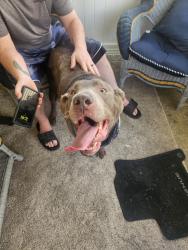 Found/Stray Male Dog last seen Gentex, Simpson pa, Carbondale, PA 18407
