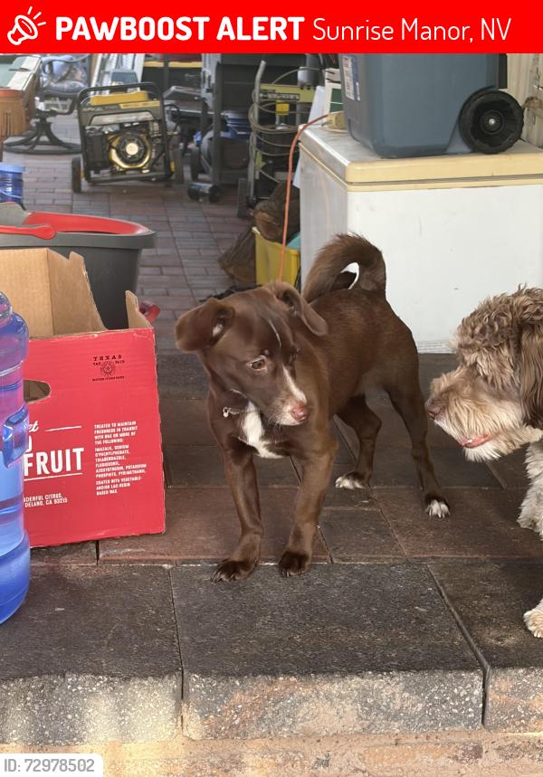 Lost Male Dog last seen Lake mead and nellis, Sunrise Manor, NV 89156