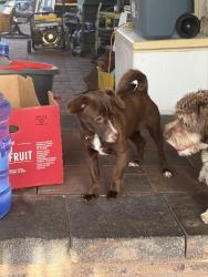 Lost Male Dog last seen Lake mead and nellis, Sunrise Manor, NV 89156