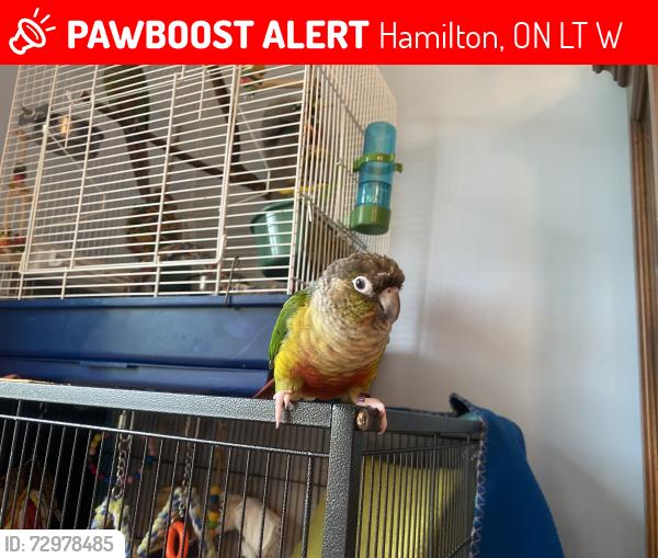 Lost Unknown Bird last seen Mohawk & Upper Kenilworth by Bernie Arbour Stadium , Hamilton, ON L8T 4W4