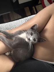 Found/Stray Female Cat last seen Camphor and Springdale , Westminster, CA 92683