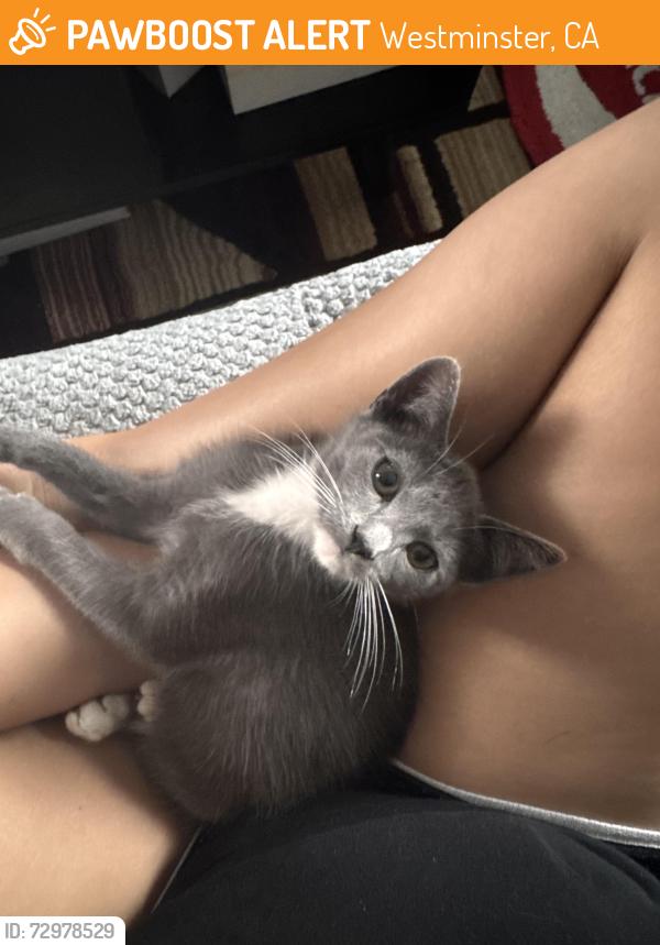 Found/Stray Female Cat last seen Camphor and Springdale , Westminster, CA 92683