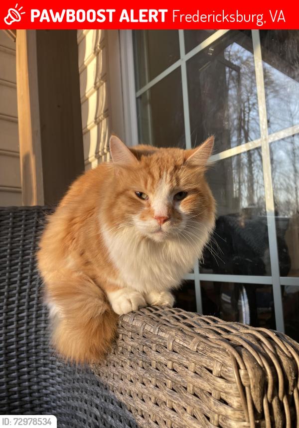 Lost Male Cat last seen Near Second Corps Drive, Fredericksburg, VA 22407