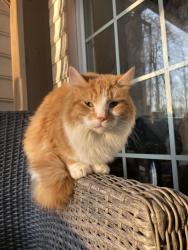 Lost Male Cat last seen Near Second Corps Drive, Fredericksburg, VA 22407