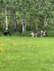 Found/Stray Unknown Dog last seen Crawford Plains School Rink, Edmonton, AB T6L 5V6