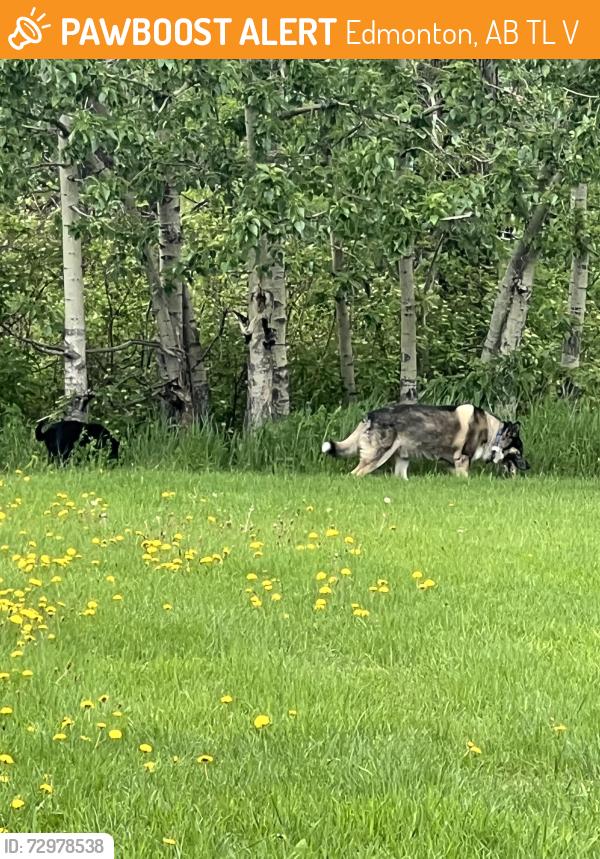 Found/Stray Unknown Dog last seen Crawford Plains School Rink, Edmonton, AB T6L 5V6