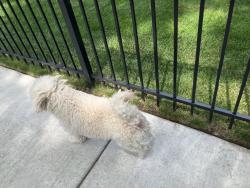 Reunited Male Dog last seen Potawatomi park headed toward Chase Ave , Chicago, IL 60645